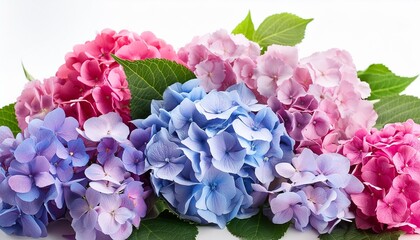 Poster - blue lilac pink hydrangeas flower bouquet isolated on white background