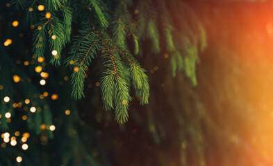 Wall Mural - A close-up of a young fir branch with a garland in the summer.