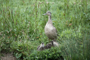 Poster - proud mother mallard duck on the river bank with family of ducklings