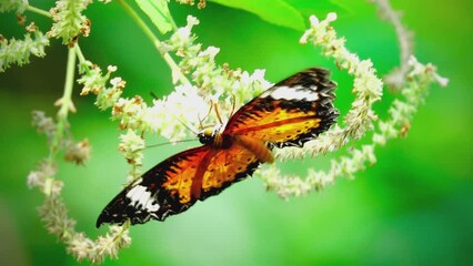 Wall Mural - The butterflies in the clip appear to be from the genus Cethosia commonly known as Lacewing butterflies. Their vibrant orange and black patterns with white markings are distin butterfly on flower