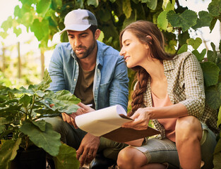 Agriculture, farmer and couple check plants outdoor for growth and harvest vegetables in nature. Man, woman and work at garden farm together with document for agro, discussion and food production