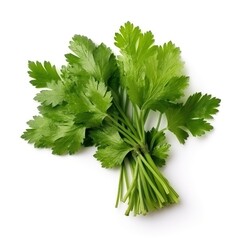 Garden parsley herb (coriander) leaf isolated on white background