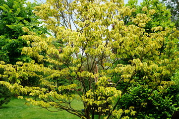 Canvas Print - A beautiful tree with green leaves in a nature park.