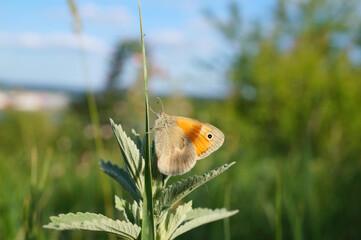 Poster - The cenonymph of Pamphilus. A beautiful little butterfly on a flower.