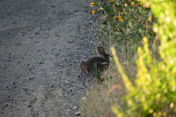 Wall Mural - hare