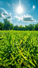 Wall Mural - A field of green grass with a bright sun shining down on it. The sun is the main focus of the image, and it creates a warm and inviting atmosphere. The grass is lush and vibrant, and the sky is clear