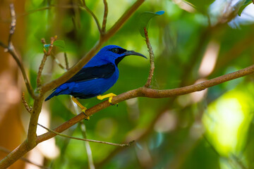 Wall Mural - purple honeycreeper
