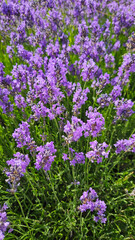 Wall Mural - Beautiful flowers of blooming lavender