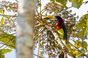 Wall Mural - red-necked aracari