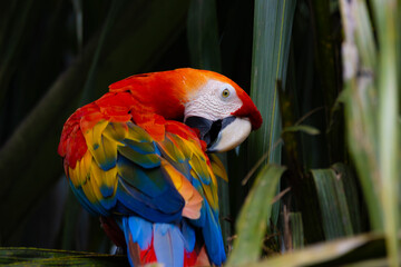 Wall Mural - red and yellow macaw