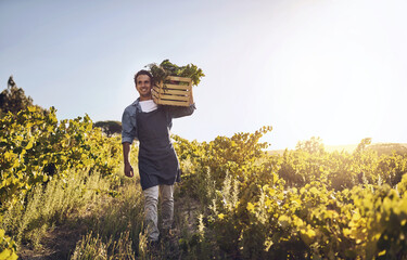 Agriculture, farm and sunshine with man with harvest, natural produce and organic food in countryside field. Sustainability, agribusiness and farmer with box for eco farming, vegetables and working