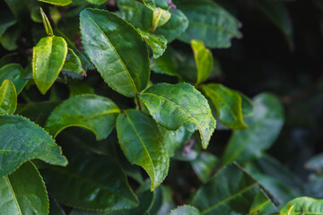 Poster - Green tea leaves, close-up outdoor photo