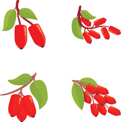 Poster - Eco barberry icons set cartoon vector. Fresh red barberry on branch. Organic food