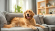 © Pavithiran - happy golden retriever dog is lying on a cozy sofa in a modern living room.