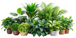 © Mickey - Variety of houseplants in pots isolated on white - A collection of different types of houseplants with lush green leaves in various pots, isolated on a transparent background, emphasizing individual