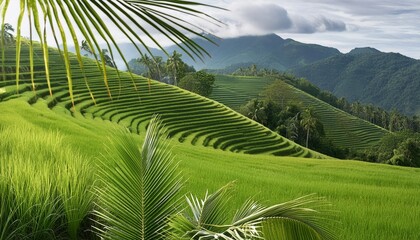 Poster - leaf coconut tree isolated green leaves pattern