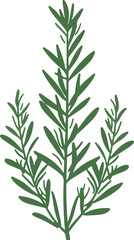 Poster - Simple Rosemary Herb Illustration on White Background