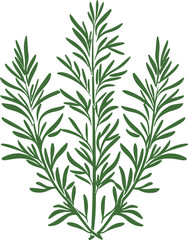 Wall Mural - Illustration of Rosemary Herb Plant Representing Natural Healing and Flavor