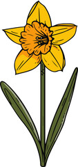 Wall Mural - Illustrated Yellow Daffodil Symbolizing Spring and Renewal