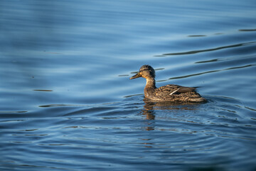 Canvas Print - A young duck swims wet on the surface of the pond in close-up.