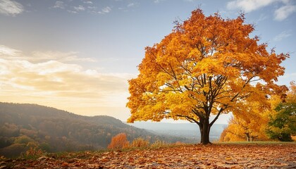 Wall Mural - autumn season tree on background with clippings path