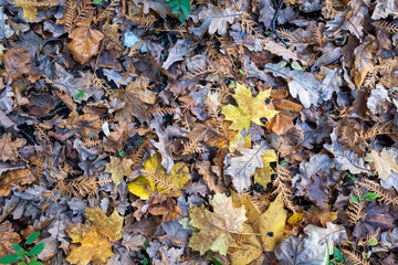 Autumn yellow leaves, top view. Background from fallen leaves trees for publication, screensaver, wallpaper, postcard, poster, banner, cover, website. High quality photo