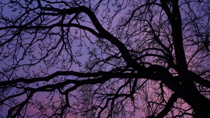Wall Mural - Twilight illuminates tree branches