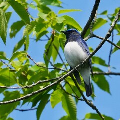 Sticker - blue and white flycatcher in a forest