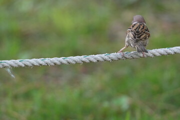 Sticker - eurasian tree sparrow in a field