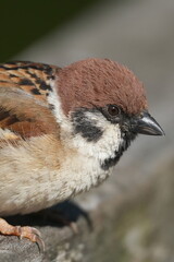 Canvas Print - eurasian tree sparrow in a field