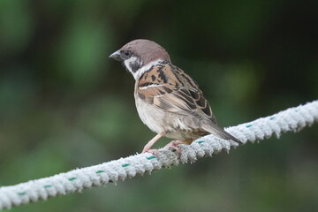 Sticker - eurasian tree sparrow in a field