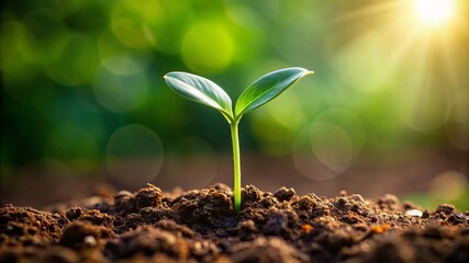 A small plant is growing in the dirt