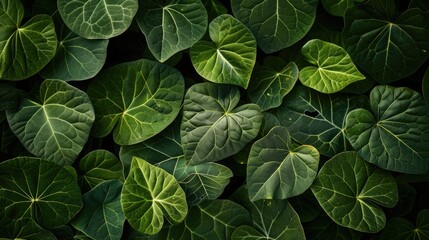 Wall Mural - Texture background of green leaves
