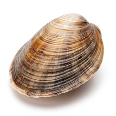 Clam isolated on white background 