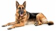 © Cambo27 - German Shepherd Guide full body clearly photo on white background ,