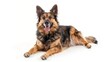 © Cambo27 - German Shepherd Mix full body clearly photo on white background ,