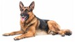 © Cambo27 - German Sheprador full body clearly photo on white background ,