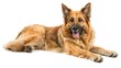 © Cambo27 - Golden Shepherd full body clearly photo on white background ,
