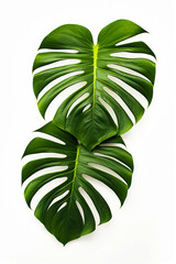 Wall Mural - Large green leaf on white background with shadow of plant.