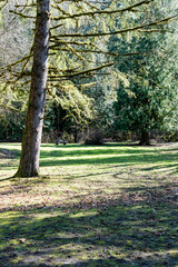 Wall Mural - large coniferous tree in a park with green grass under sunlight