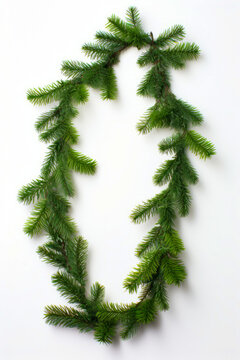 Branch of pine tree with green needles on white background.