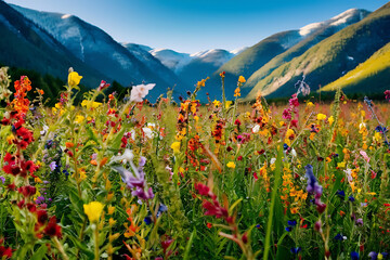 Canvas Print - meadow with wildflowers