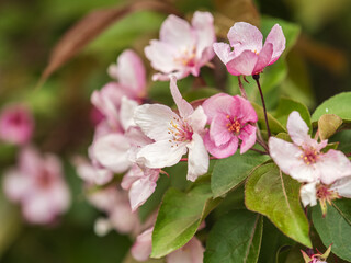 Wall Mural - Fresh pink flowers of a blossoming apple tree with blured background