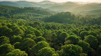 Wall Mural - Lush Pine Forest 