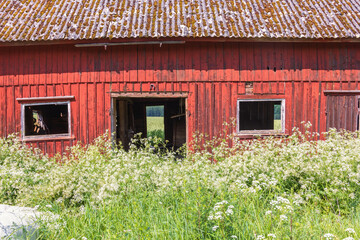 Canvas Print - Wild plants at an old red barn in the countryside