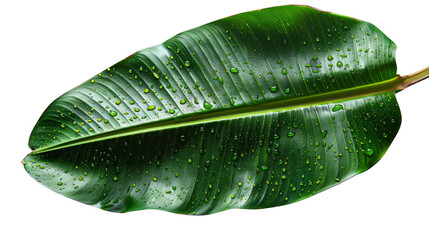 Wall Mural - Leaf with water drops isolated on transparent background.