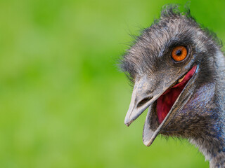 Sticker - emu ostrich on a green background