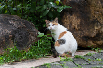 Wall Mural - The cat in the park