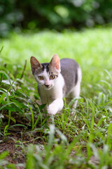 Canvas Print - Kitten walking in the grass