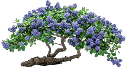 beautiful ceanothus shrub with vibrant blue flowers, green leaves, and twisted branches, perfect for